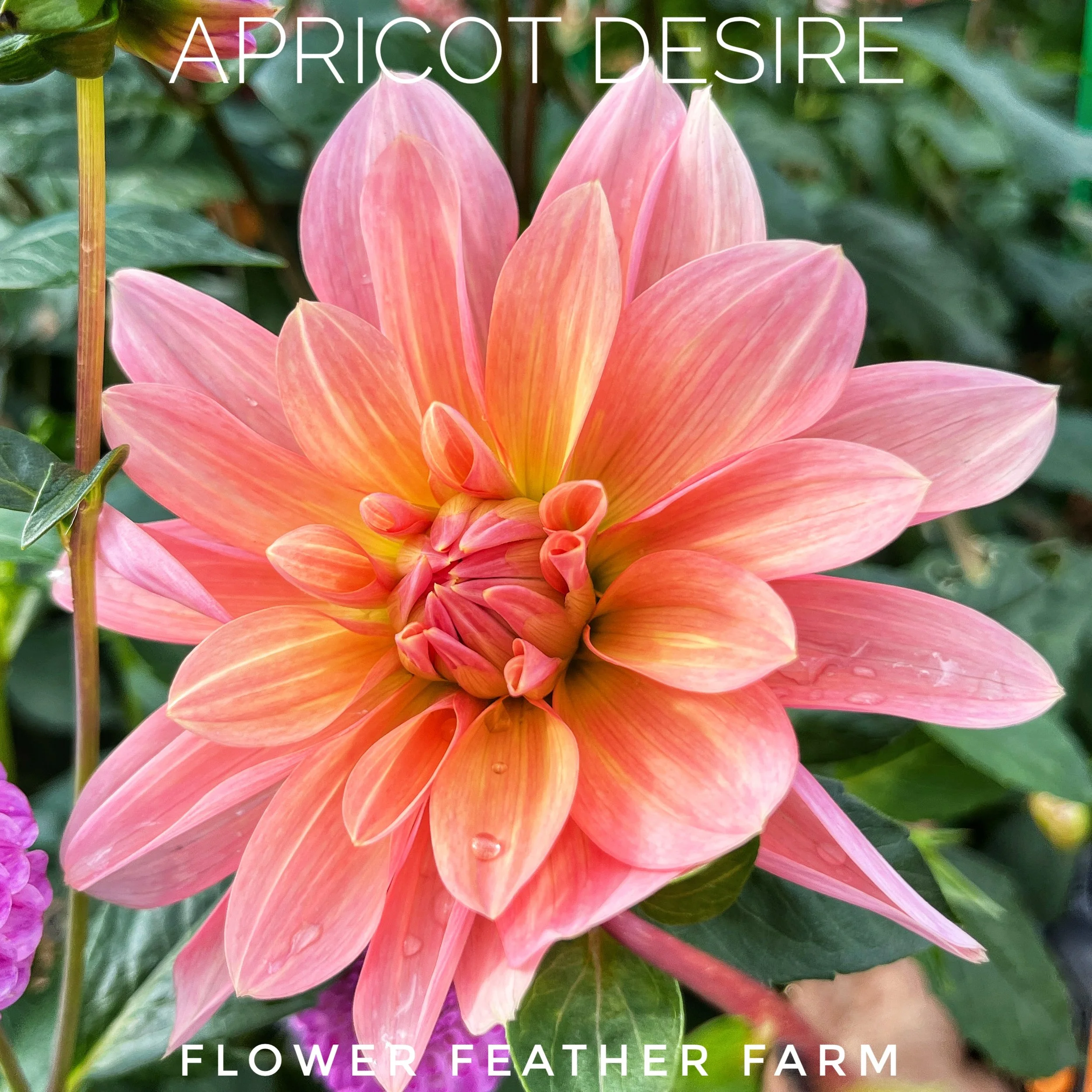 Apricot Desire Dahlias at Flower Feather Farm, chicks & dahlias